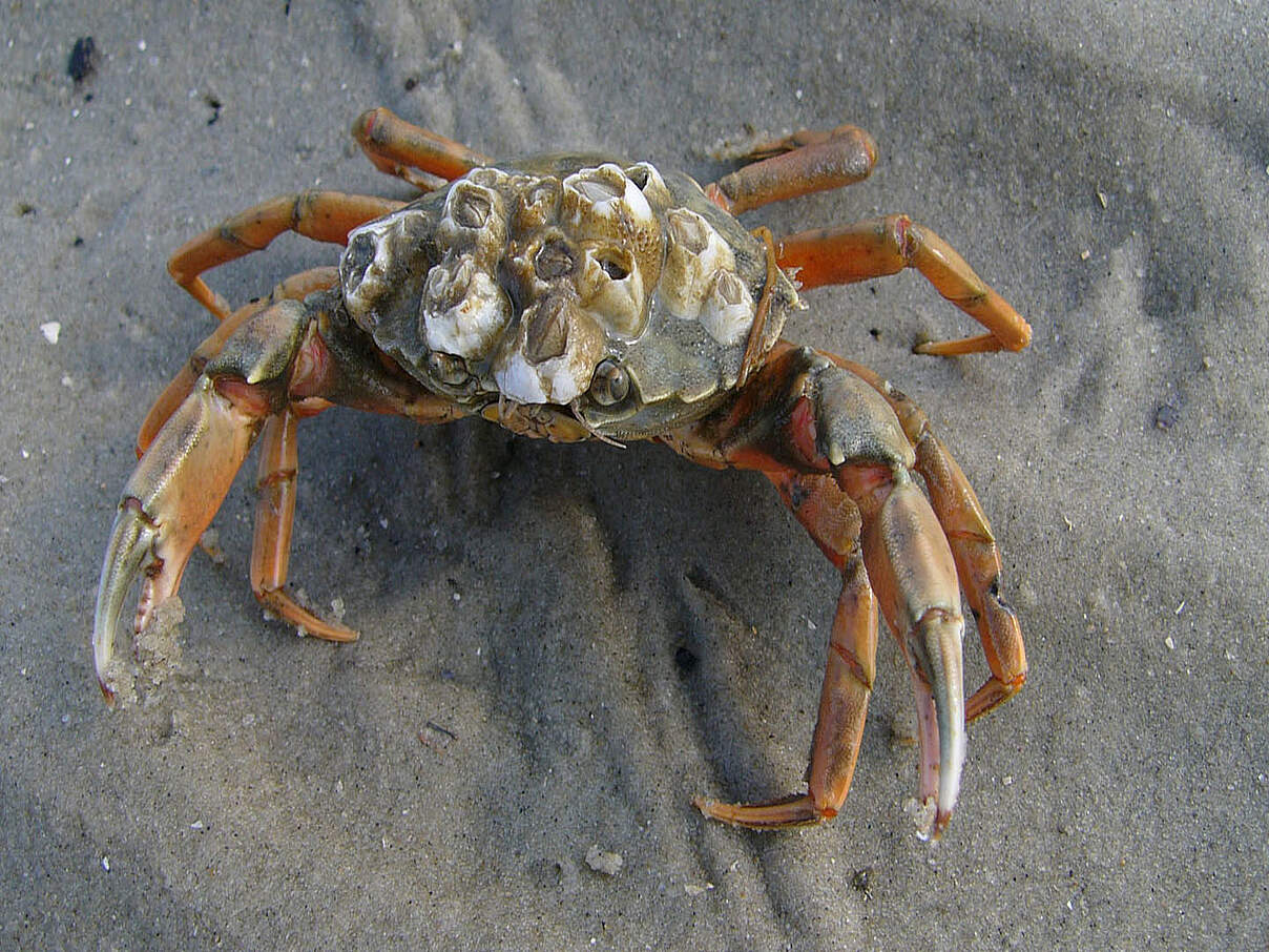 Gemeine Strandkrabbe