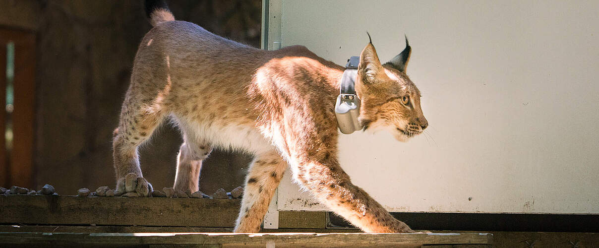 Das Luchsweibchen Wangari verlässt das Auswilderungsgehege bei der Auswilderung im Thüringer Walds.
