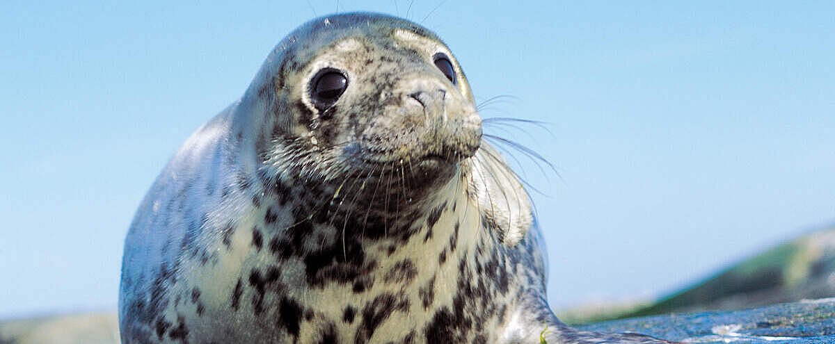 Nahaufnahme einer Kegelrobbe an der Ostsee