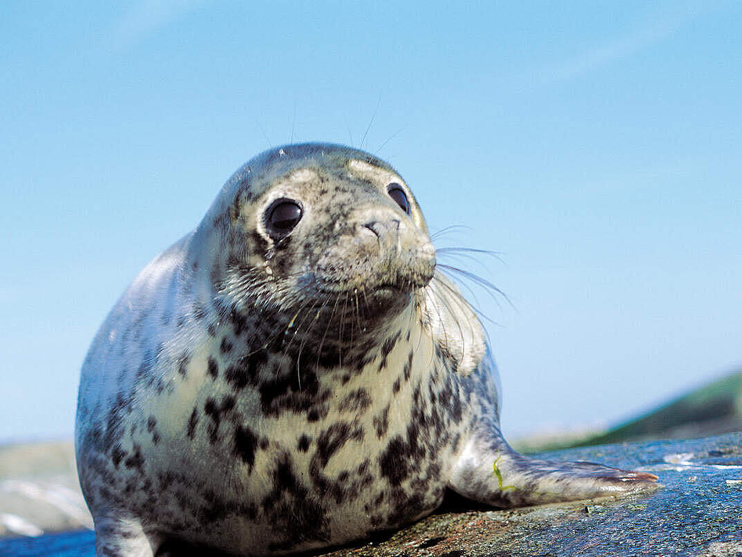 Nahaufnahme einer Kegelrobbe an der Ostsee