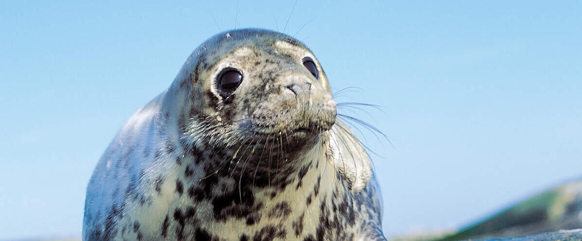 Nahaufnahme einer Kegelrobbe an der Ostsee