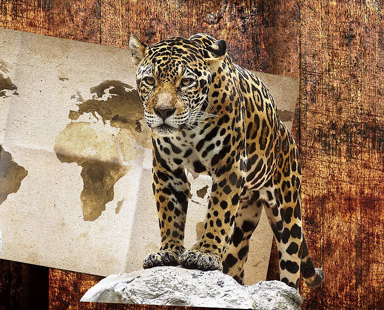 Paten Header Jaguar © WWF