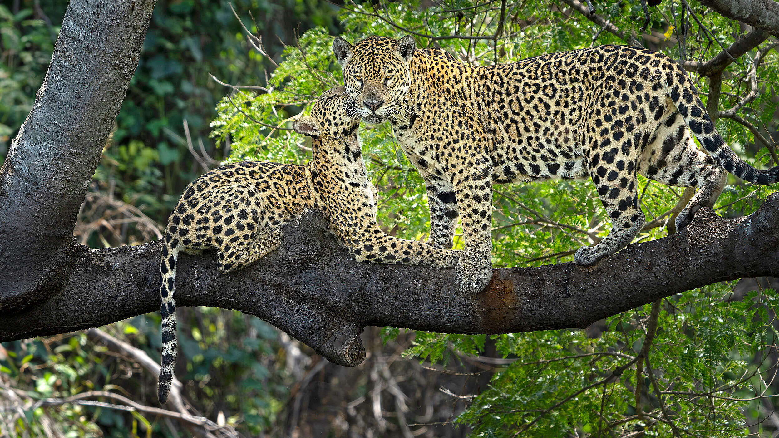 Paten Header Jaguar © WWF