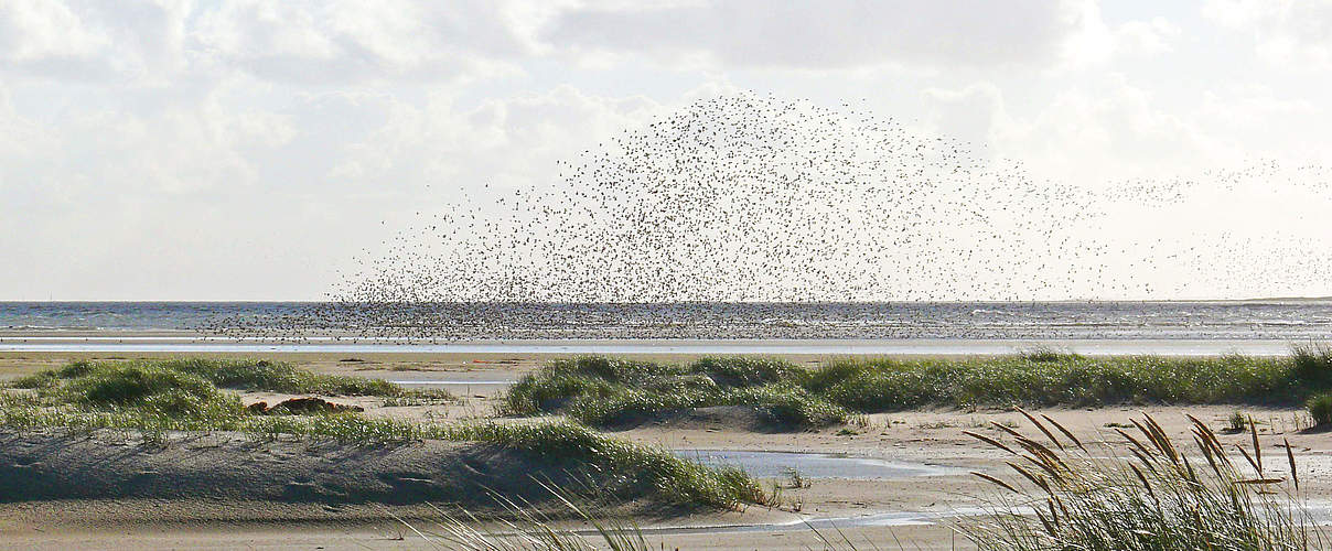 WWF-Erlebnistouren: Langeoog Watt-Tour © Hans-Ulrich Rösner / WWF