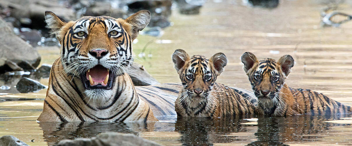 Bengal-Tiger mit Nachwuchs im Wasser