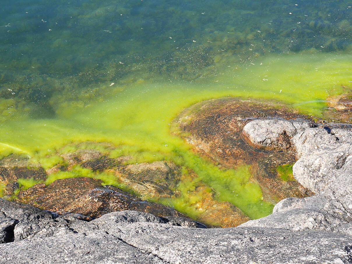 Grünalge und Anzeichen von Eutrophierung 