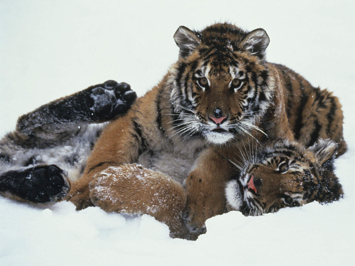 Sibirische Tiger © GettyImages / Tom Brakefield