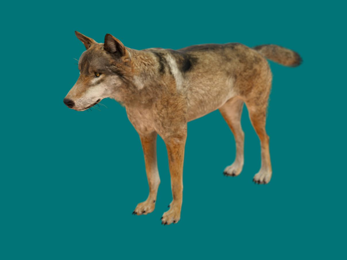 Wolf in AR © Demodern