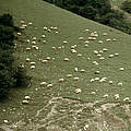 Schafe: Naturschützer auf vier Beinen, ©Hartmut Jungius WWF