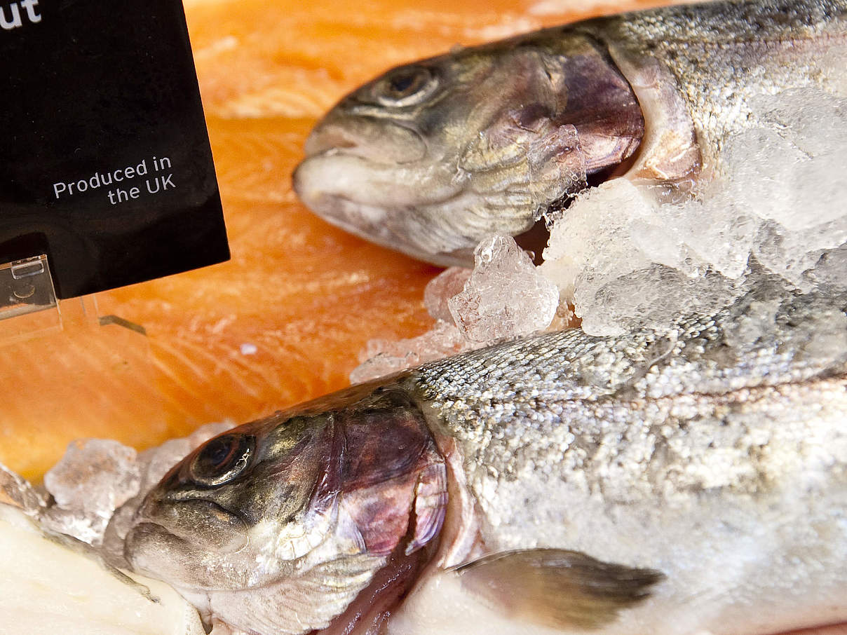 Fisch im Supermarkt © Richard Stonehouse / WWF