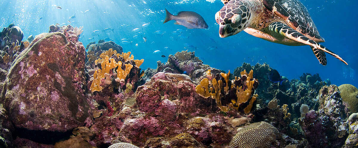 Karettschildkröte vor Korallen © Antonio Busiello / WWF-US