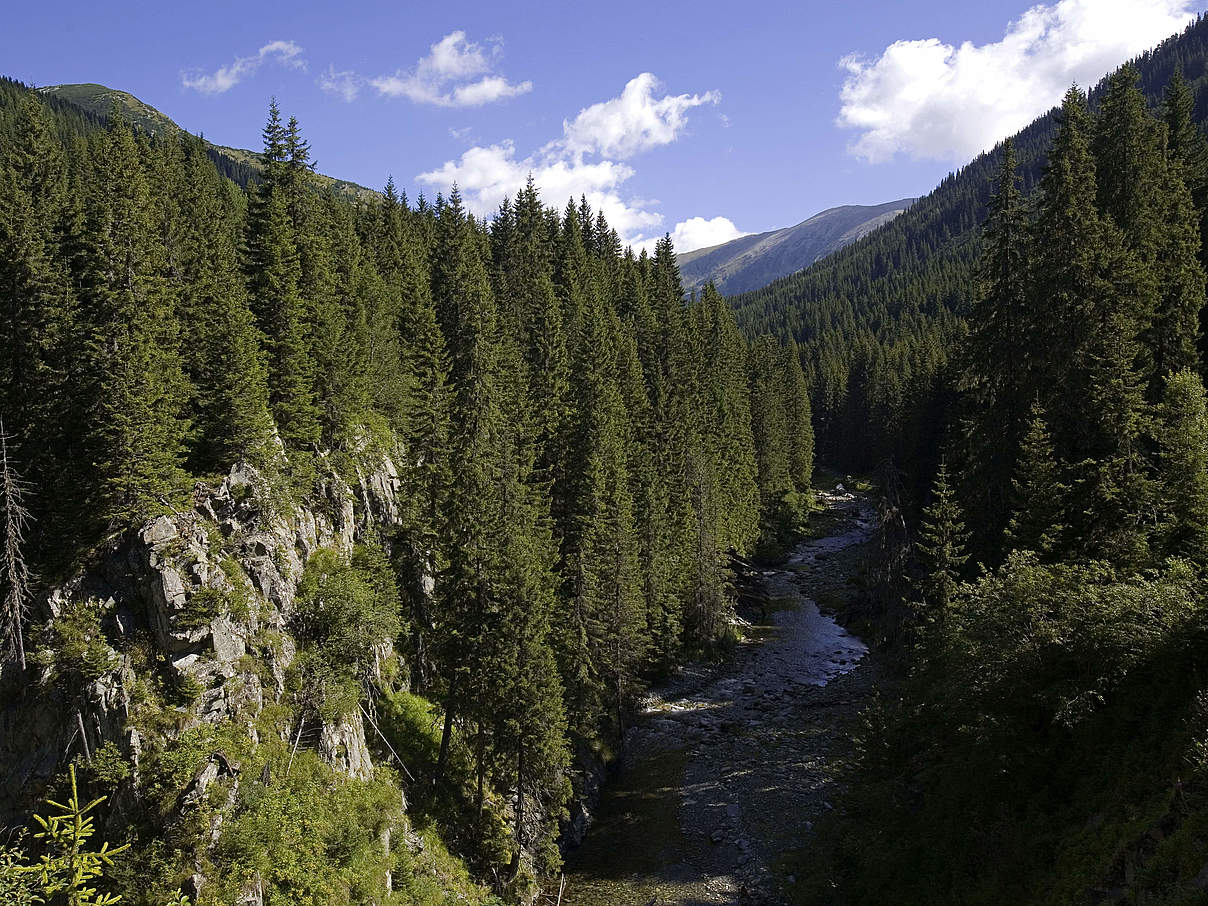 Europa größte noch verbliebene Urwälder befinden sich in den Karpaten © Michel Gunther / WWF