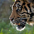 Sumatra-Tiger © Alex Walsh / WWF