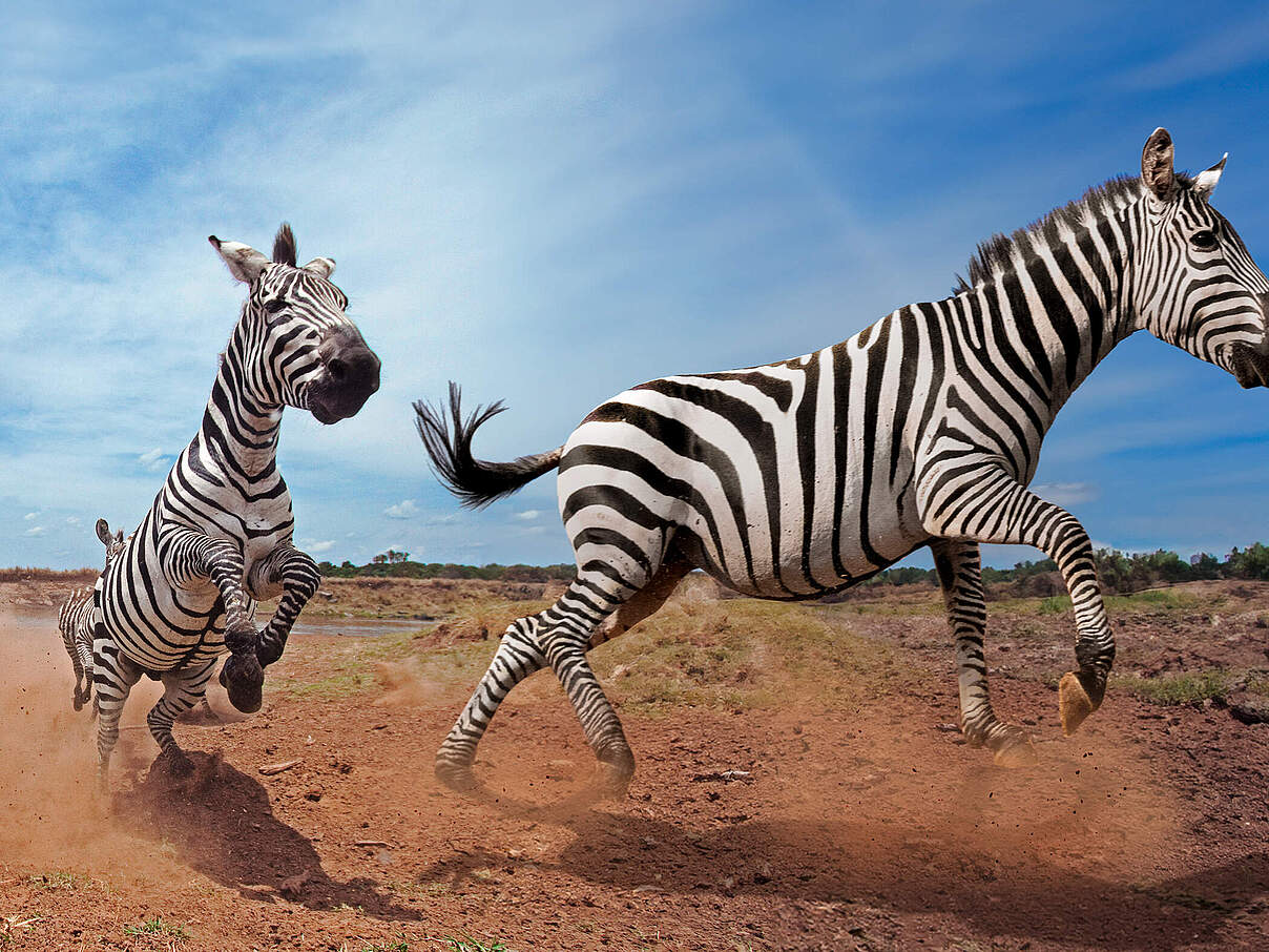 Zebras © naturepl.com / Anup Shah / WWF