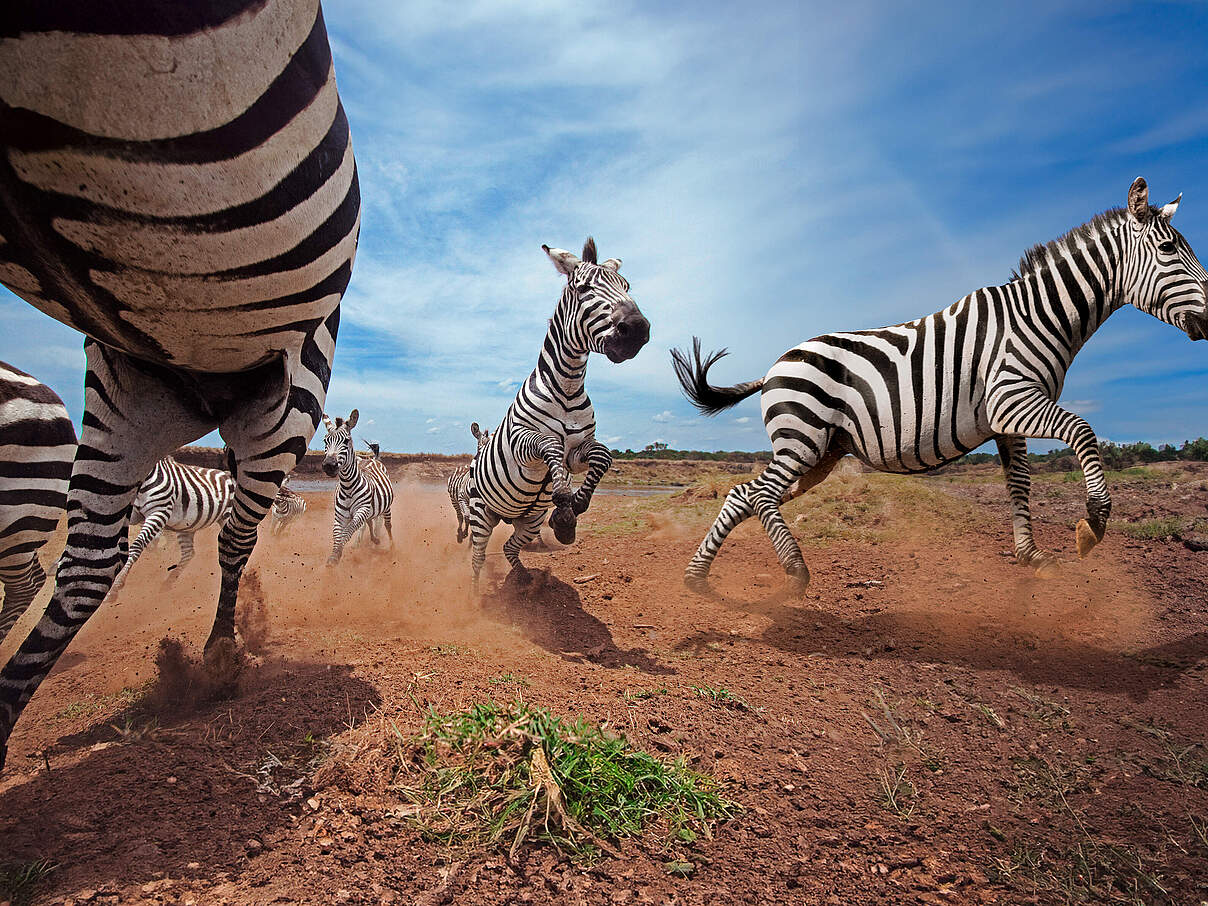 Zebras © naturepl.com / Anup Shah / WWF