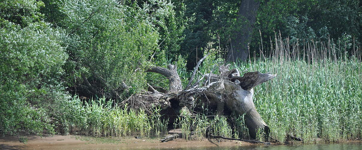 Auwald an der Tideelbe © Claudia Stocksieker / WWF