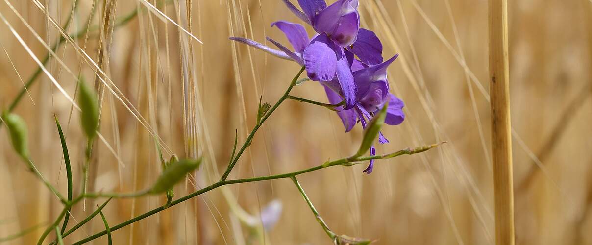 Feld-Rittersporn © Frank Gottwald