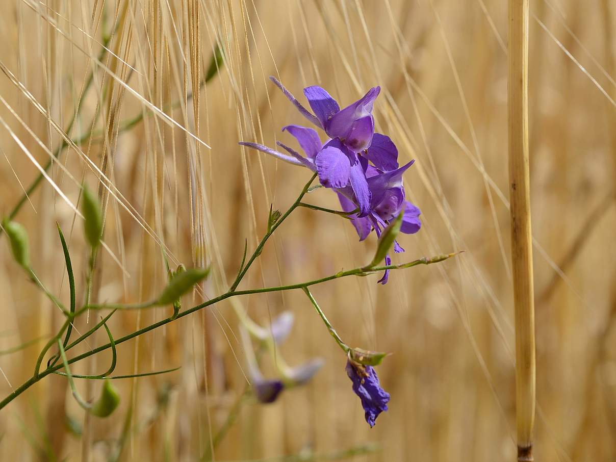 Feld-Rittersporn © Frank Gottwald