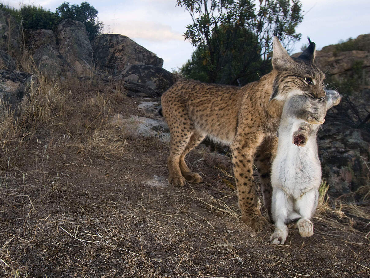 Iberischer Luchs mit Beute © Wild Wonders of Europe / Pete Oxford / WWF