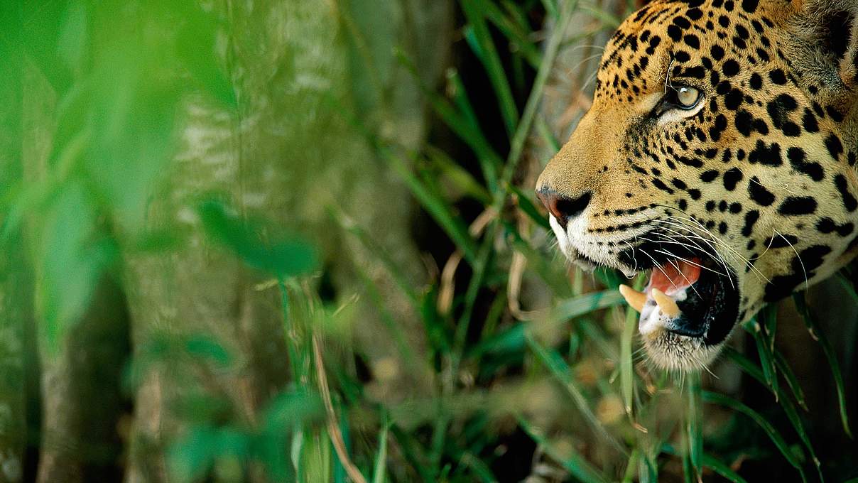 Jaguar © Staffan Widstrand / WWF