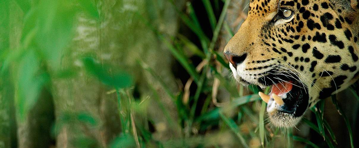 Der Jaguar braucht Ihre Hilfe