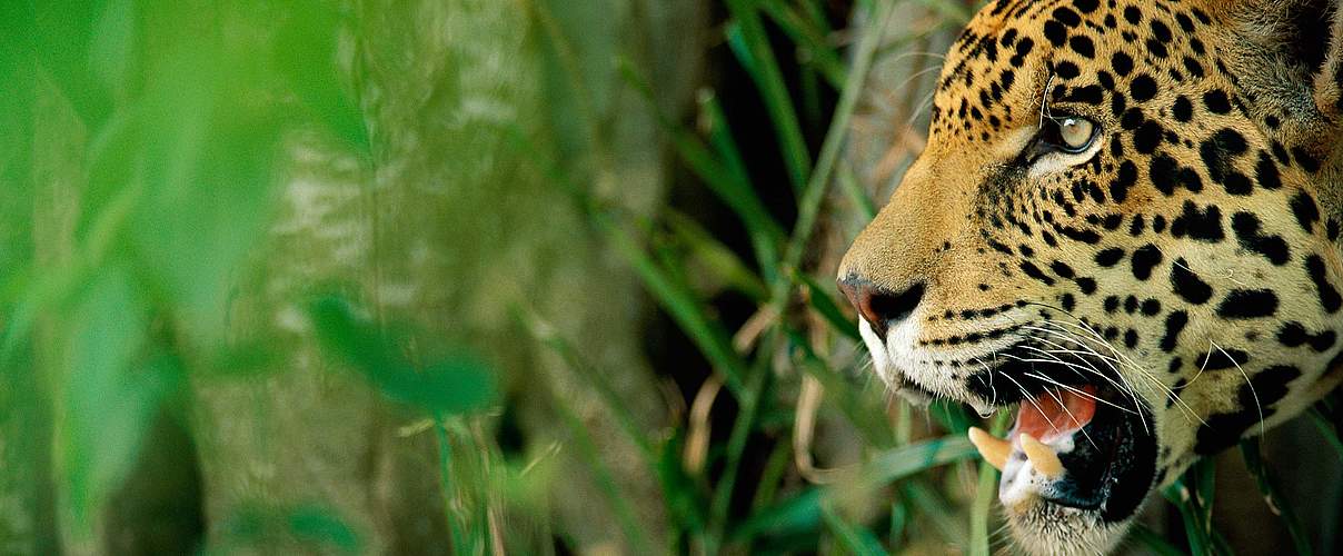 Jaguar © Staffan Widstrand / WWF