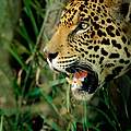 Jaguar © Staffan Widstrand / WWF