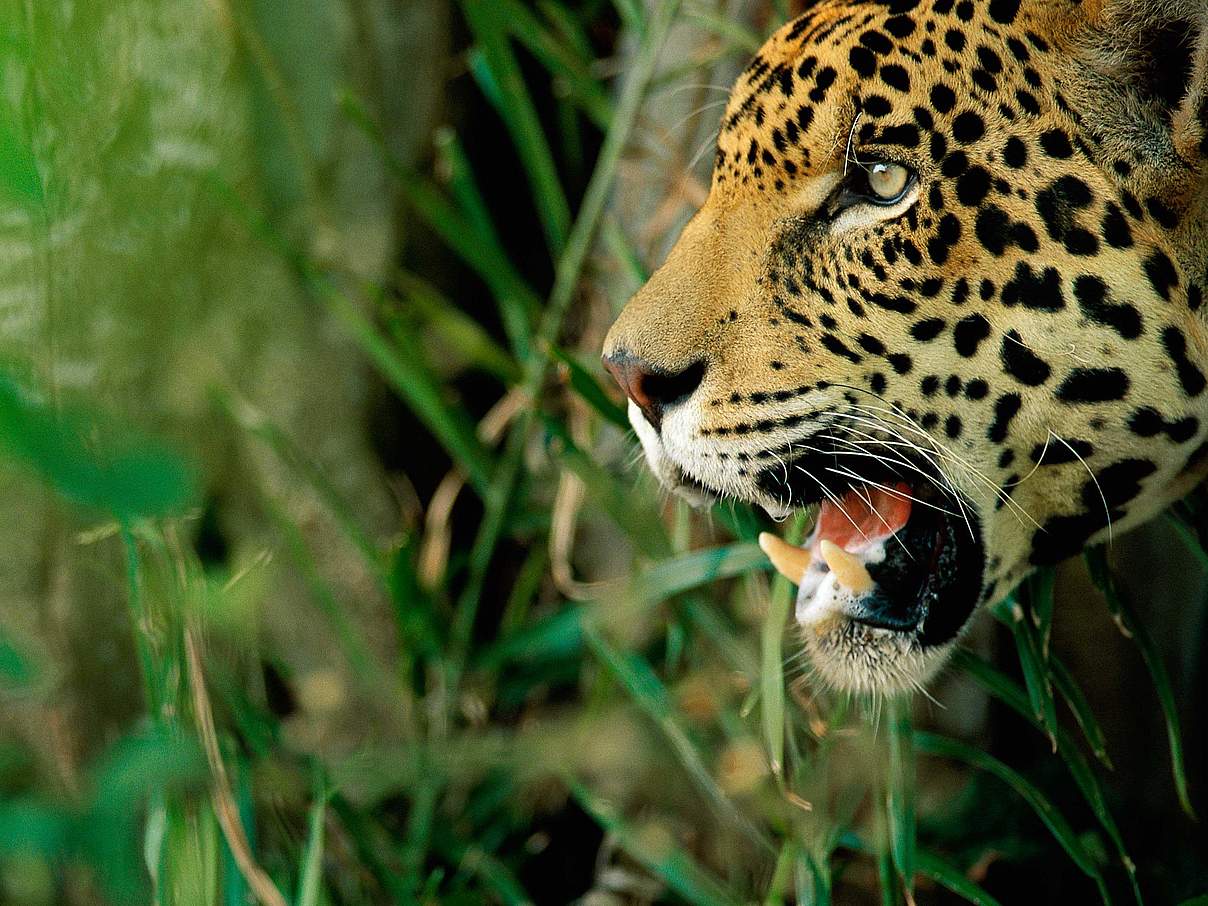 Jaguar © Staffan Widstrand / WWF