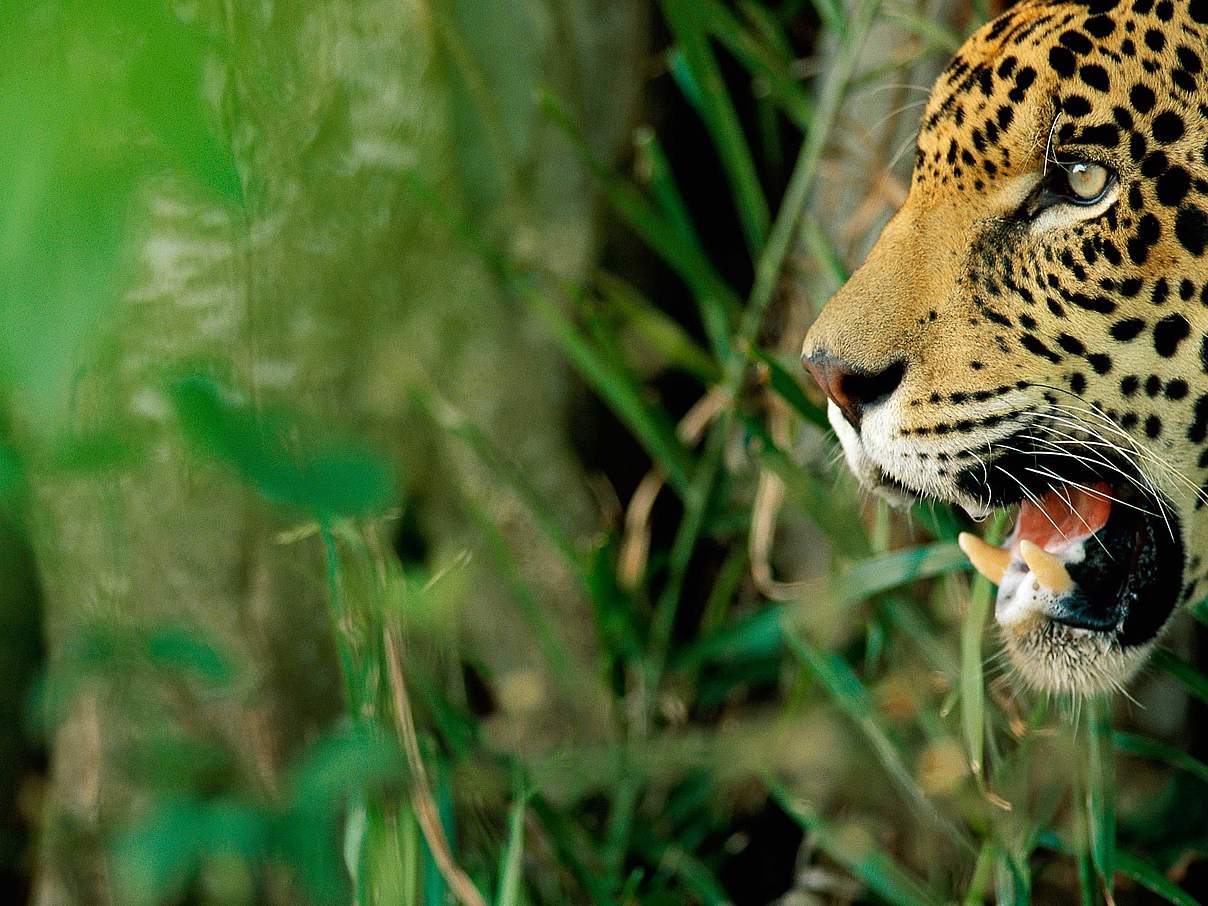 Jaguar © Staffan Widstrand / WWF