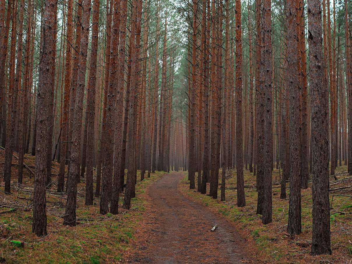 Blick in einen typischen Wirtschaftswald mit Kiefern © Sonja Ritter / WWF