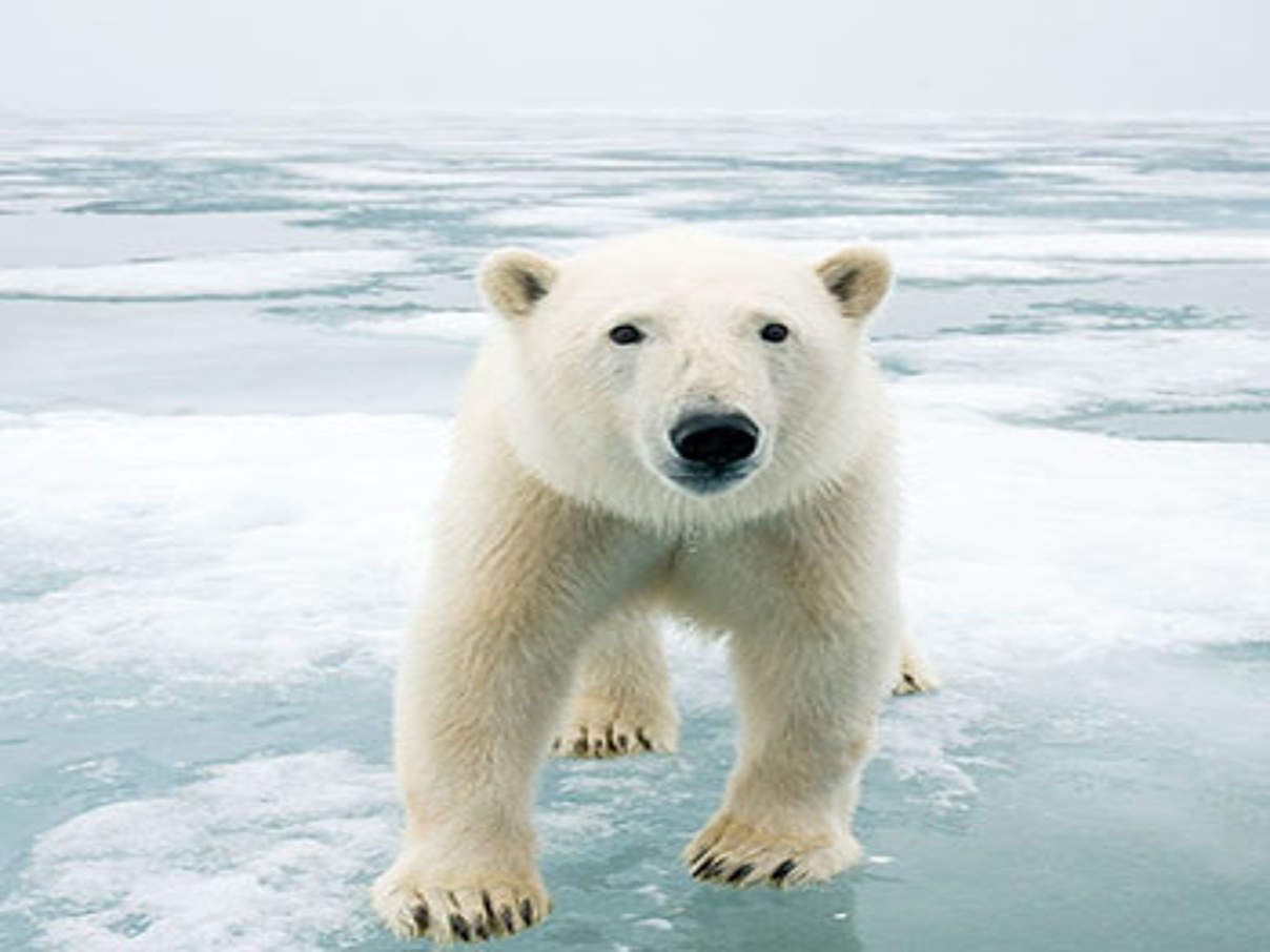Eisbär © naturepl.com / Steven Kazlowski / WWF