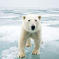 Eisbär © naturepl.com / Steven Kazlowski / WWF