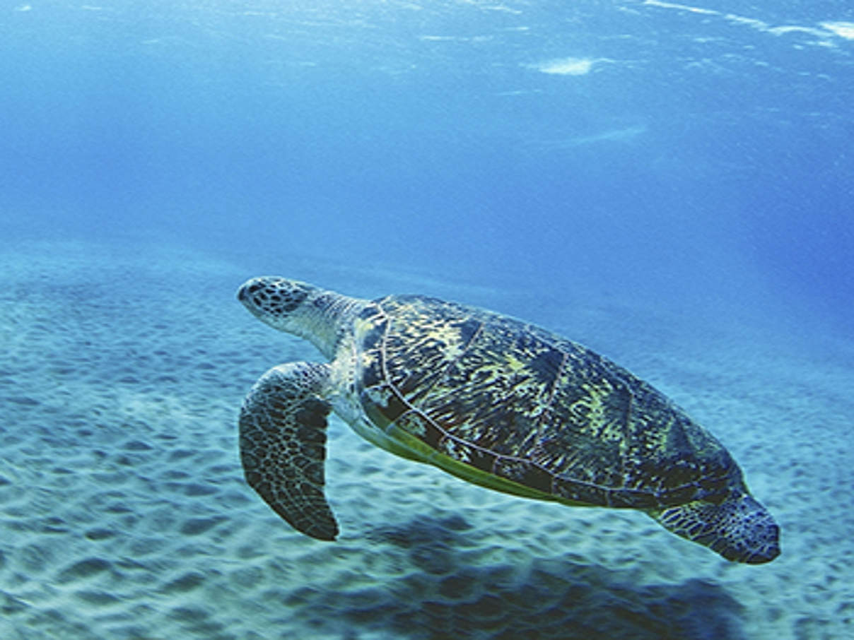 Grüne Meeresschildkröte © Andrey Nekrasov / WWF