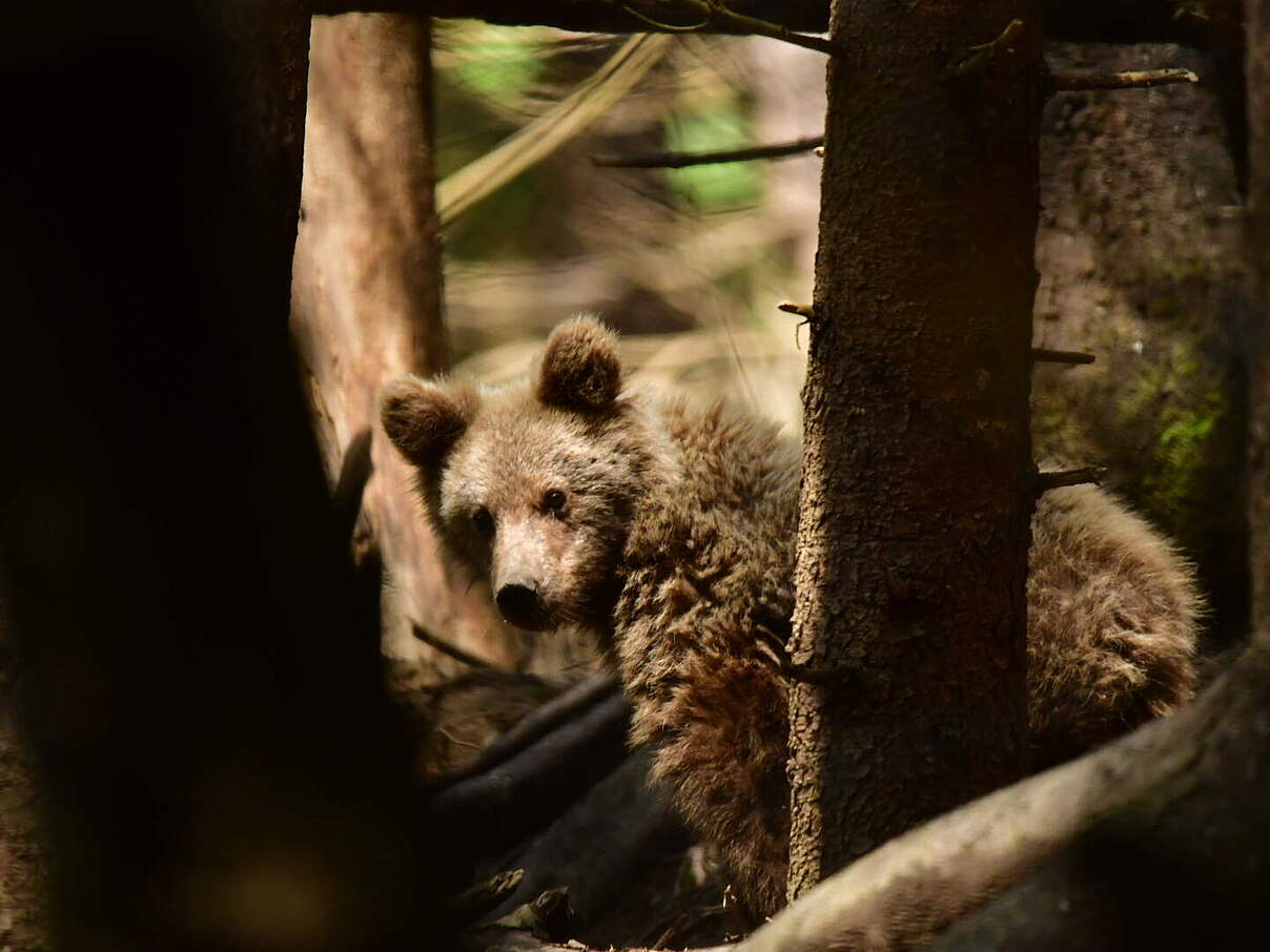 Bärenwaise im Wald © Moritz Klose / WWF