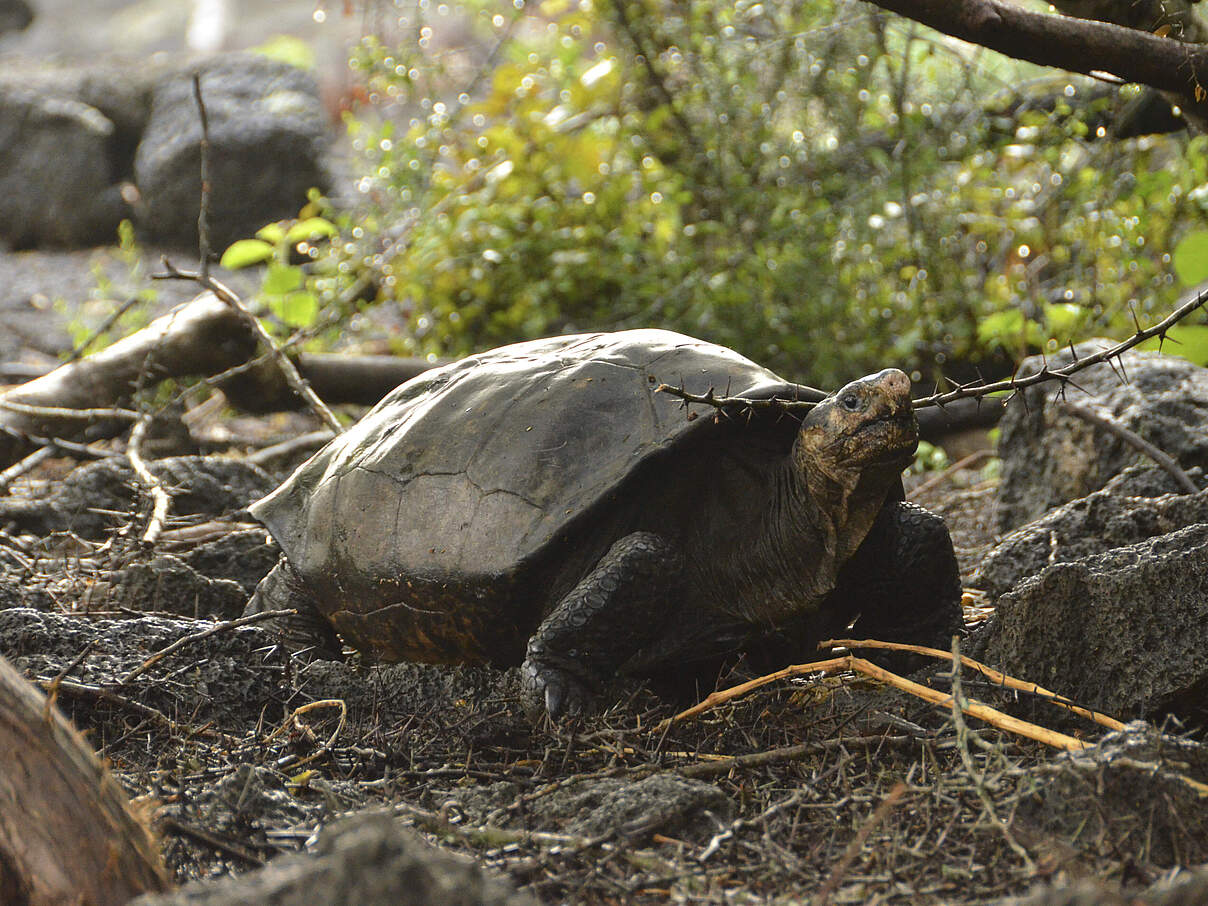 Ecuador Tortoise