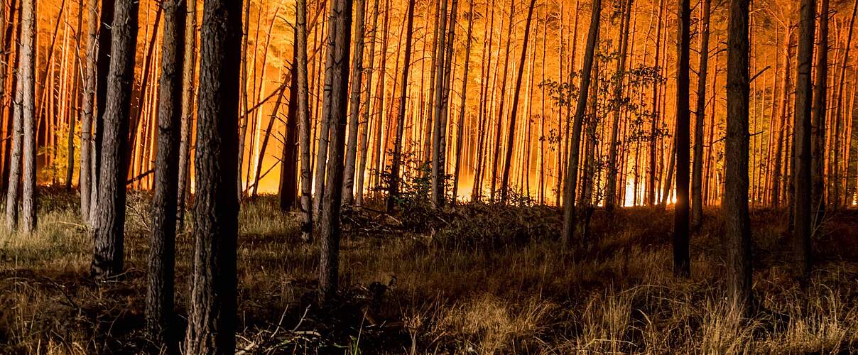 Ein Wald in Brandenburg steht in Flammen.