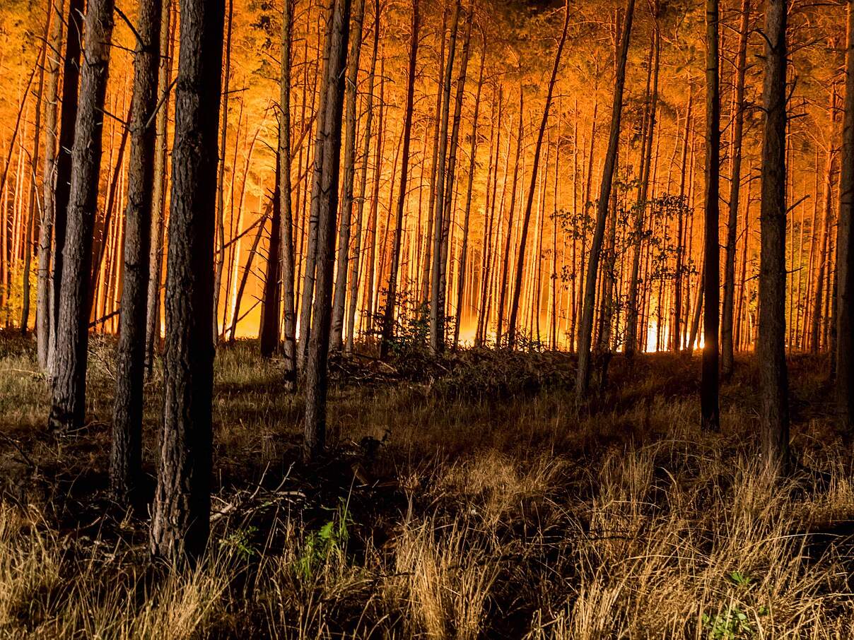 Ein Wald in Brandenburg steht in Flammen.