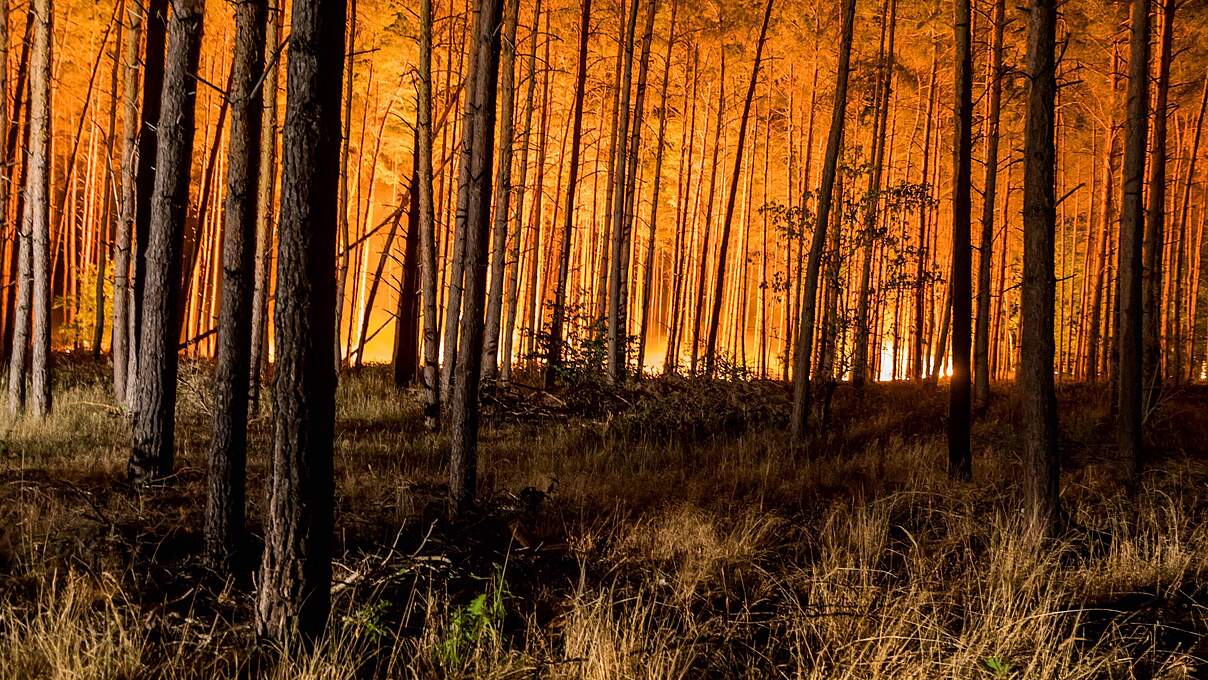 Ein Wald in Brandenburg steht in Flammen.