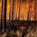Ein Wald in Brandenburg steht in Flammen.