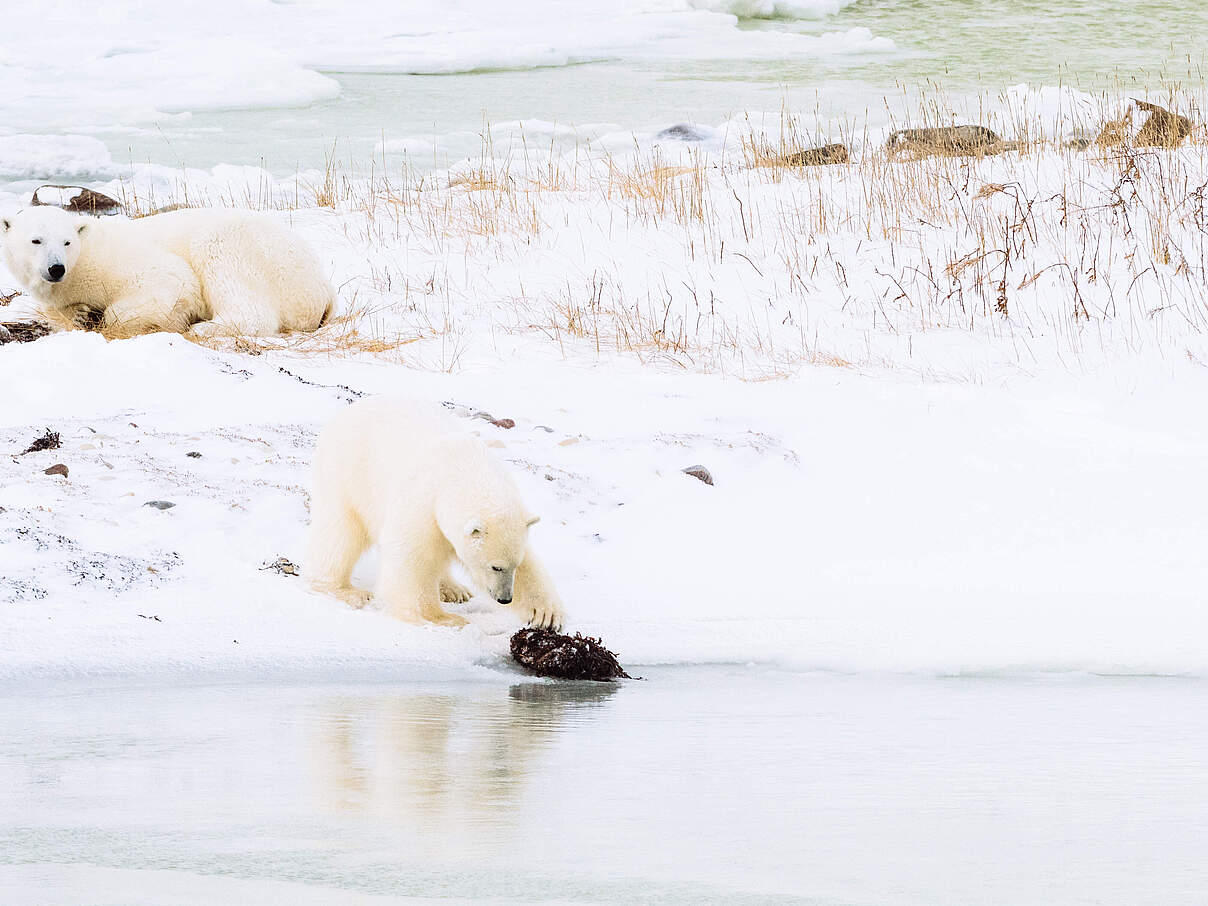 Eisbärkind spielt am Wasser mit Tang, auf Nahrungssuche, seine Mutter liegt beobachtend hinten im Bild