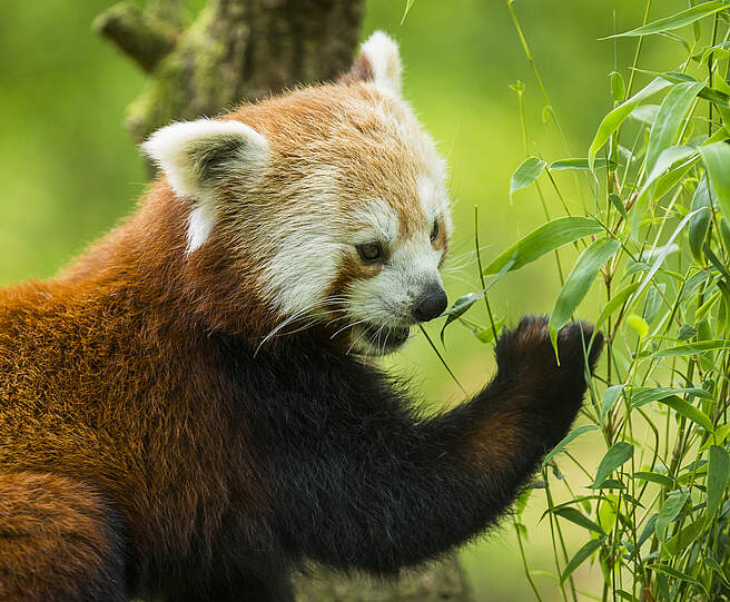 Roter Panda frisst Bambus © Ola Jennersten