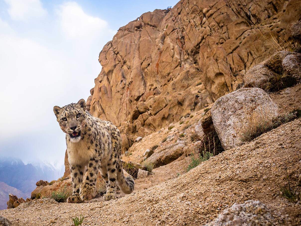 Schneeleopard in Gerölllandschaft guckt in die Kamera (Kamerafalle)