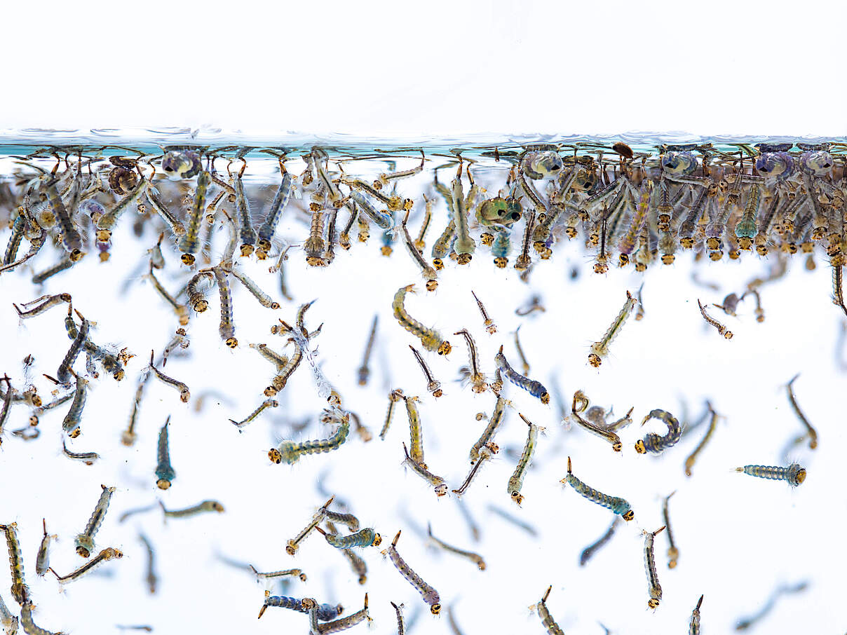 Hier entsteht eine Plage © iStock / Getty Images