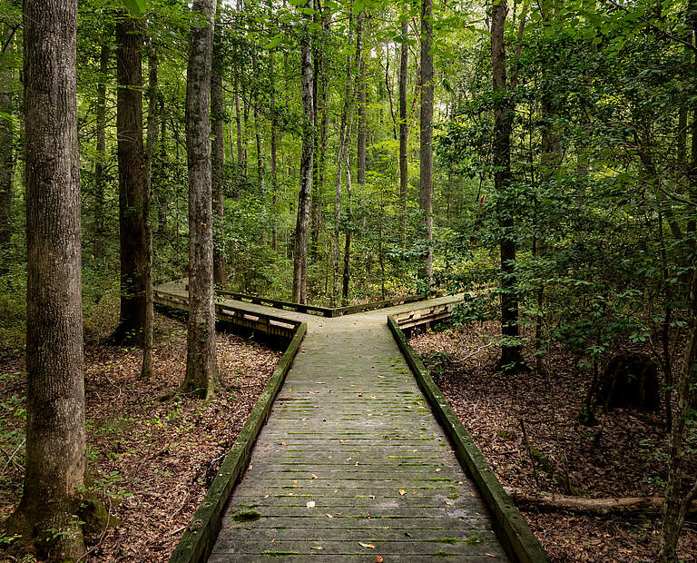 Weggabelung im Wald © backyardproduction / iStock / Getty Images