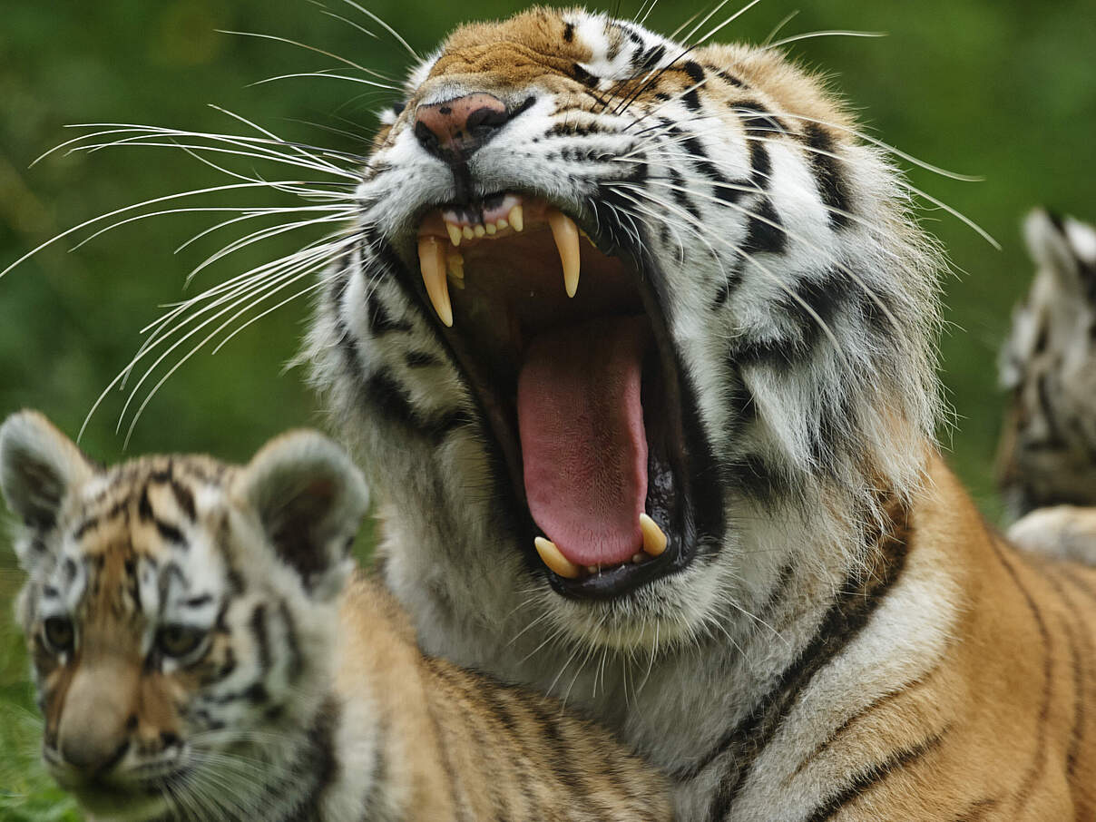 Amur-Tiger mit Jungen