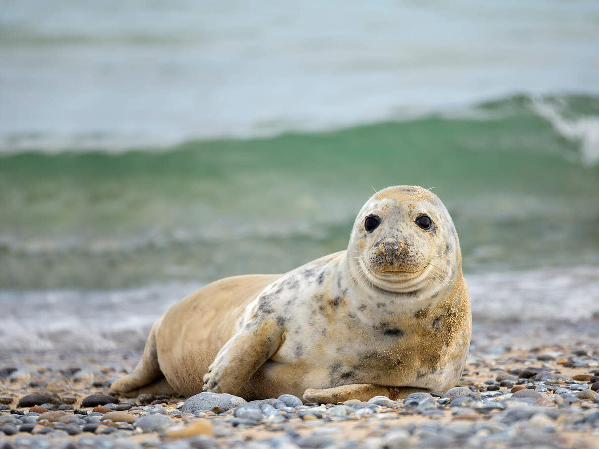 521043480 Young baby atlantic Grey Seal