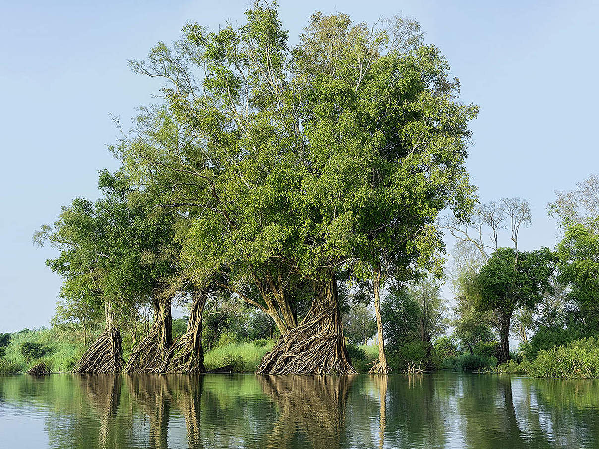 Mangroven © Thomas Cristofoletti / WWF UK