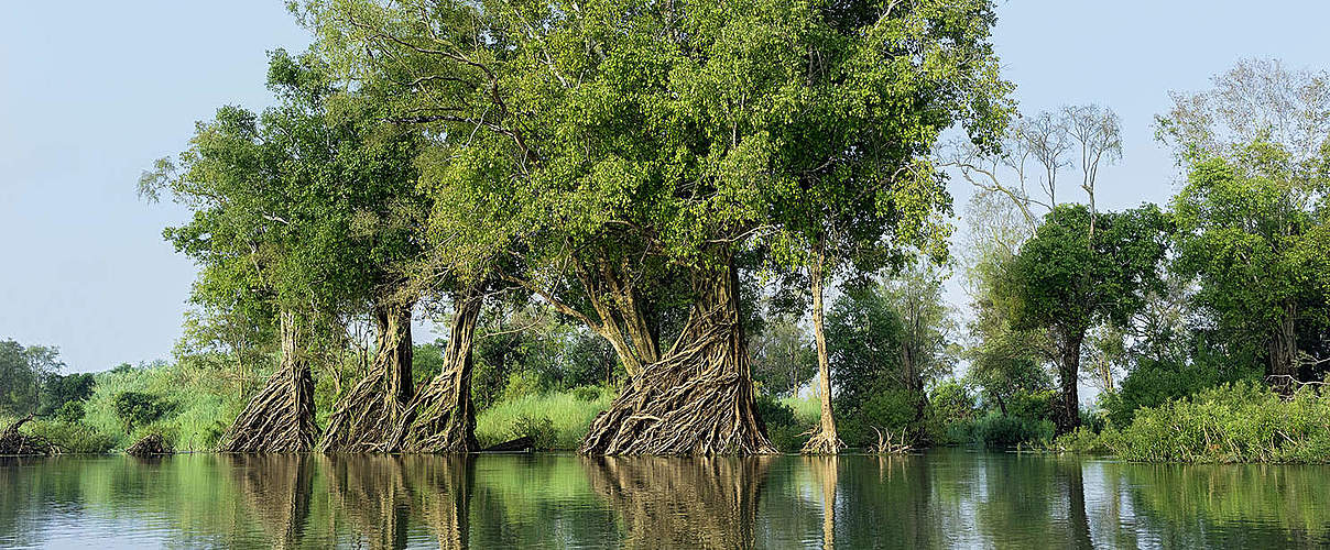 Mangroven © Thomas Cristofoletti / WWF UK