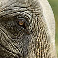 Asiatischer Elefant © Julia Thiemann / WWF