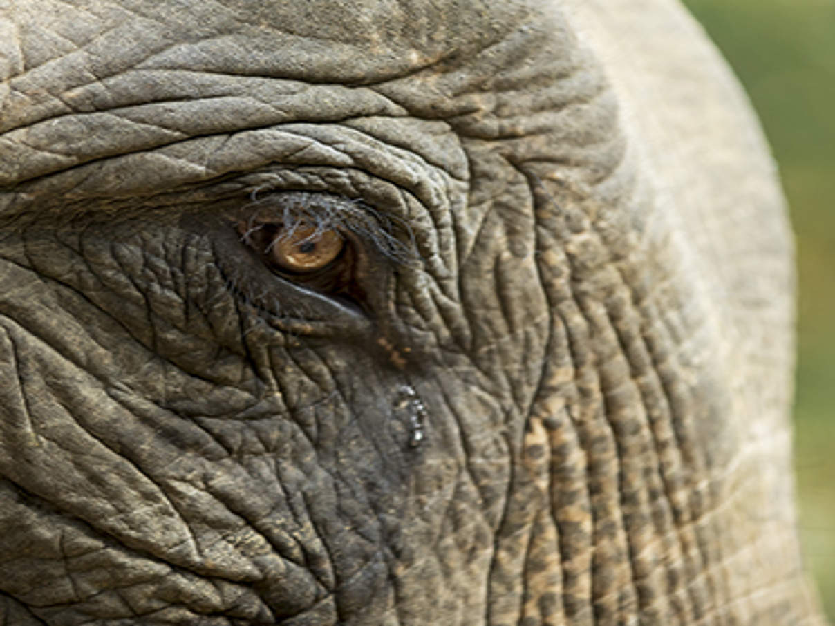 350 Elefanten weinen leise c Julia Thiemann WWF Asiatischer Elefant © Julia Thiemann / WWF